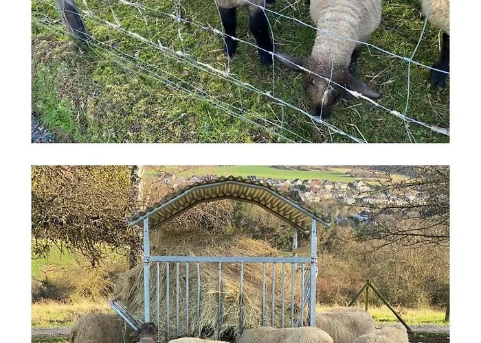Paradies In Der Vulkaneifel Mit Panorama-blick